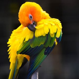 Parrot